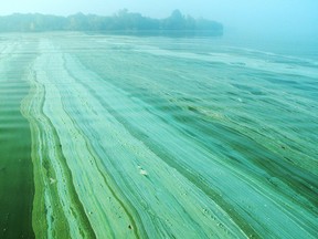 Pictured here is, blue-green algae. Submitted photo.