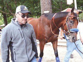 Triple Crown winner American Pharoah is walked around the paddock at Saratoga Race Course on Thursday morning. (AP)