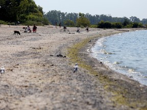 Wellington Beach, seen here in July 2015. 
Intelligencer/Postmedia Network.