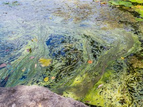 TIM MILLER/THE INTELLIGENCER
Algae gathers in a small pond on the Waterfront Trail near Meyers Pier on Friday in Belleville. Hastings Prince Edward Public Health is warning residents to beware of blue-green algae in local waters as it can be harmful due to the toxins it contains.