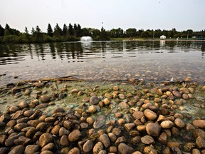 Algae is seen in the pond at Hawrelak Park in Edmonton, Alta. on Wednesday, Aug. 26, 2015. Codie McLachlan/Edmonton Sun