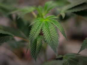 Cannabis. 

THE CANADIAN PRESS/Darren Calabrese