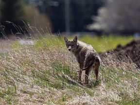 A coyote hunts for food in a field in the Greisbach neighbourhood of Edmonton, Alta., on Tuesday, May 14, 2013. The animals live in both rural and urban environments in the province. Ian Kucerak/Edmonton Sun
