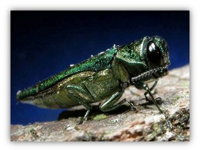 The Emerald Ash Borer is an invasive species decimating Ontario's ash trees. Unlike another invader, the Asian Long-horned Beetle, the borer is only 8.5 to 14 mm long (about half an inch) but can fly long distances, easily carried by the wind. SUBMITTED
