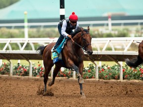 Triple Crown winner American Pharoah and jockey Martin Garcia appear during a workout, Sunday Aug. 23, 2015 at Del Mar Thoroughbred Club in Del Mar, Calif. American Pharoah will run next in the Travers Stakes at a sold-out Saratoga Race Course on Saturday. (Benoit Photo via AP)