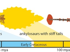 The ankylosaur's clubbed tail. (Supplied)