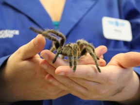 Ryan Byrne for The Sudbury Star/A Chilean Rose Hair tarantula. The animal is housed on the second floor of Science North and is not native to the Sudbury area.