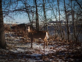 The provincial government is raising the penalties for killing white-tailed deer and other protected animals. (REUTERS/MIKE SEGAR FILE PHOTO)