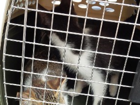 The two kittens that were saved by the Woodstock police at the Norwich Avenue Tim Horton's are expected to make a full recovery. (Handout)