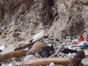 In this photo taken in 2013, provided by Britta Denise Hadety,  a red-footed booby on Christmas Island, in the Indian Ocean. As many as nine out of 10 of the world’s seabirds likely have pieces of plastic in their guts, according to a new study published in the journal Proceedings of the National Academy of Sciences Monday. (Britta Denise Hardesty/Commonwealth Scientific and Industrial Research Organisation via AP)