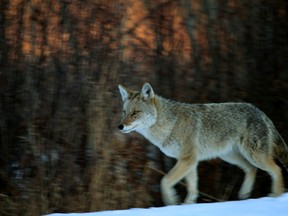 A coyote is seen on the prowl in Edmonton's river valley on Wednesday evening, March 4, 2015. (Hugo Sanchez/Special to the Edmonton Sun)
