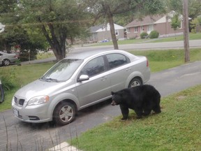 Photo supplied
In this file photo, a mother bear visits a yard on Kinglsea Court in New Sudbury. The animal was subsequently treed and tranquilized by a natural resources bear technician, but remained a threat, according to authorities, and was dispatched by police.
