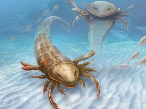 An artist's impression of a large, active predator called Pentecopterus decorahensis that lived 467 million years ago during the Ordovician Period is shown in this image released on Sept. 1, 2015.  REUTERS/Patrick Lynch/Yale University/Handout