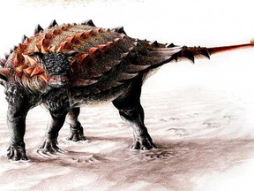 Gobisaurus (top) compared with Ziapelta, an ankylosaur with a fully developed tail club, as seen in an undated illustration courtesy of Victoria Arbour. One of the most impressive weapons to appear during the Cretaceous Period dinosaur arms race was the big bony tail club wielded by some members of a group of tank-like plant-eaters.  A new study provides a revealing, step-by-step account of the evolution of the distinctive tail club possessed by the heavily armored dinosaur Ankylosaurus and its cousins, a bludgeon that likely gave even the ferocious Tyrannosaurus rex reason to fret.  REUTERS/Victoria Arbour/Handout