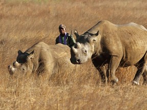 A ranger walks behind a pair of black rhinoceros at the Imire Rhino and Wildlife Conservation Park near Marondera, east of the capital Harare, in this file photo from Sept. 22, 2014. (REUTERS/Philimon Bulawayo/Files)