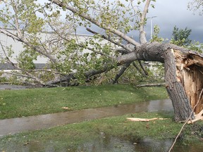 The city says it may take awhile to prune and take down trees identified as rotting. (Brian Donogh/Winnipeg Sun file photo)