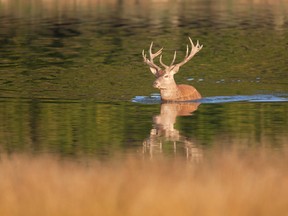 A deer is pictured swimming in this file photo. (Fotolia)
