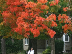 File photo of a tree with fall colours on Union Street. MICHAEL LEA\THE WHIG STANDARD