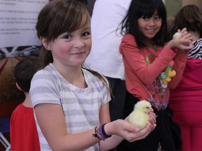 Students learned about and handled chicks at City Slickers 2014.