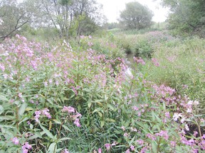 BOB BOWLES/SPECIAL Postmedia Network
A large stand of Himalayan balsam.