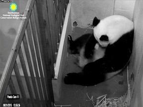 This image released August 31, 2015 courtesy of the Smithsonian's National Zoo and Conservation Biology Institute shows giant panda Mei Xiang cradling her cub. According to the zoo, the male cub is beginning to get black markings and is doing well. AFP Photo/SMITHSONIAN'S NATIONAL ZOO AND CONSERVATION BIOLOGY INSTITUTE/Handout