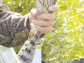 Through the fall, some raptors such as this sharp-shinned hawk are caught in mist nets, measured, banded and released. The information provides valuable insights about population trends that assist in conservation work. PAUL NICHOLSON/SPECIAL TO POSTMEDIA NEWS