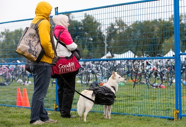 Rob Hannam (in yellow) and Gypsy the dog try and stay dry as they watch the morning races at the 2015 ITU World Triathlon Edmonton in Hawrelak Park, in Edmonton Alta. on Sunday Sept. 6, 2015. David Bloom/Edmonton Sun/Postmedia Network