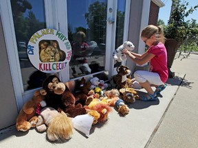 Resident Autumn Fuller, 10, places a stuffed animal at the doorway of River Bluff Dental clinic in protest against the killing of a famous lion in Zimbabwe, in Bloomington, Minnesota in this July 29, 2015, file photo. Walter Palmer, the Minnesota dentist whose killing of Zimbabwean lion Cecil sparked global outcry from animal lovers, has maintained that the hunt was legal and says he plans to work on September 7, 2015, U.S. media reported.  REUTERS/Eric Miller/Files