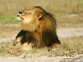 Cecil the lion is seen at Hwange National Parks in this undated handout picture received July 31, 2015. REUTERS/A.J. Loveridge/Handout
