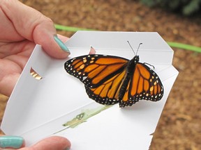 A  butterfly gets ready to spread its wings during the VON's memorial butterfly release on Aug. 30.