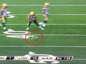 One of the bigger plays of the Labour Day Classic wasn't made by the Stampeders, or the Eskimos. It was made by a rabbit. Despite its impressive performance, the club's president and CEO says they are in the process of tracking down the rabbit for relocation. (YouTube)