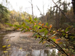 Fall colours are seen in Mill Creek Ravine Park in Edmonton, Alta., on Tuesday, Sept. 30, 2014. The weather turned cool as fall set in into the Capital Region. Ian Kucerak/Edmonton Sun