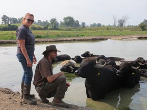 Lori Smith and Martin Littkemann with some of the herd of over 350 Water Buffalo at their spread just north of Stirling are looking forward to being the main attraction at the 7th annual Stirling Water Buffalo Festival Saturday Sept. 19 in the village.