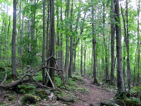 The access trail to Bruce's Caves, which are found along the face of the Niagara Escarpment in Bruce's Caves Conservation Area, northeast of Wiarton on the Bruce Peninsula. (Postmedia Network files)