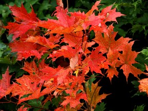 In this Sept. 6, 2006 file photo, leaves begin to change colors in Twin Mountain, N.H. Tourism promoters have mapped out a fall foliage tour of New England’s outdoor museums for the 2015 leaf-peeping season. (AP Photo/Jim Cole, File)