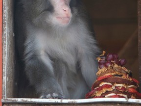 Darwin the "Ikea monkey" enjoys his 2nd anniversary at the Story Book Farm Primate Sanctuary in Sunderland on Friday, Dec. 12, 2014. Veronica Henri/Toronto Sun/Postmedia Network