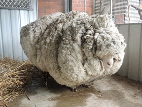 An Australian sheep, named Chris by his rescuers, is pictured before being shorn of wool on Sept. 3, 2015, after being found near Australia's capital city Canberra. (REUTERS/RSPCA/Handout via Reuters)