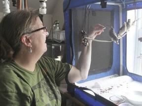 Connie Black tends to cedar waxwings at her baby bird rescue centre at her home north of Kingston, Ont. on Tuesday, Sept. 8, 2015. She usually looks after about 50 birds in a six month period. Michael Lea/The Whig-Standard/Postmedia Network