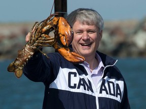 Conservative Leader Stephen Harper pulls a lobster out of a trap in the waters off Borden-Carelton, P.E.I., on Thursday September 10, 2015. (THE CANADIAN PRESS/Adrian Wyld)