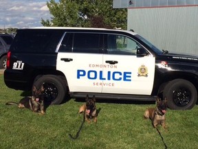 Police Service Dogs Fallon, Amok, Robbie and Finn. (https://twitter.com/EPSCanine)