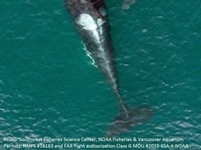 This photo provided by NOAA Fisheries Southwest Fisheries Science Center and Vancouver Aquarium shows aerial photos L91 and her new calf, L122. Federal scientists using a drone have captured photographs of a baby Puget Sound orca swimming alongside its mother in the waters of British Columbia. (NOAA Fisheries Southwest Fisheries Science Center and Vancouver Aquarium via AP)