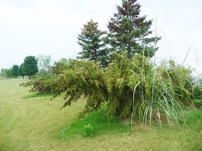This Colorado spruce was blown over last winter and yet stubbornly continues to grow… because it’s in a good location. Gardening expert John DeGroot says most plants will grow tenaciously if located in an ideal spot, with optimum soil, climate and moisture conditions.HANDOUT/ SARNIA OBSERVER/ POSTMEDIA NETWORK
