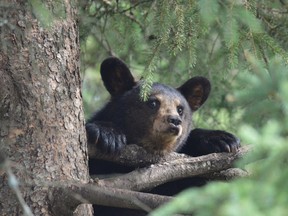 A cub descends from a conifer at Bear With Us. Jim Moodie/Sudbury Star/Postmedia Network