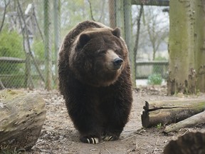 A female grizzly bear named Ginger is seen in an undated picture released by the Columbus Zoo and Aquarium in Columbus, Ohio on September 11, 2015. Ginger, the oldest brown bear in captivity in North America, was euthanized at the age of 40 on Thursday afternoon due to severe conditions brought on by old age, the zoo said.   REUTERS/Columbus Zoo and Aquarium/Handout via Reuters
