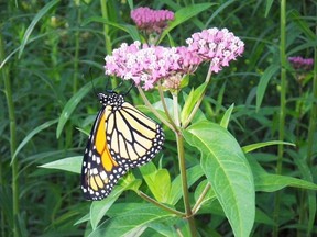 A Monarch butterfly is shown on a milkweed plant. Return the Landscape representatives will be at DeGroots Nurseries in Sarnia on Saturday, 11 a.m. to 3 p.m., selling butterfly garden mixes, and providing information about native plants.  Handout/Sarnia Observer/Postmedia Network