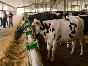 Members of the Chamber of Commerce tour Stanton Bros. dairy farm near Ilderton Friday as part of a crop and innovation tour. The tour was organized to illustrate how London?s economy is intertwined with the growers in the region. (MIKE HENSEN, The London Free Press)