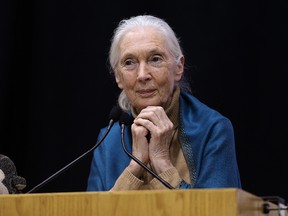 Jane Goodall speaks at the University of Winnipeg. (KEVIN KING/Winnipeg Sun)