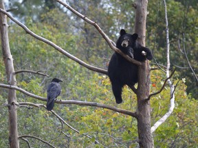 Jim Moodie/The Sudbury Star
An orphaned cub shares a tree with a raven at the Bear With Us sanctuary near Huntsville.