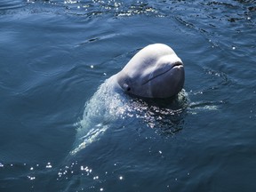 A beluga whale is pictured in this file photo. (Fotolia)