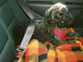 Pet safety advocate Gael Ross' dog Ranger is seen buckled up using a harness and a seat belt inside a vehicle. (Supplied photo)